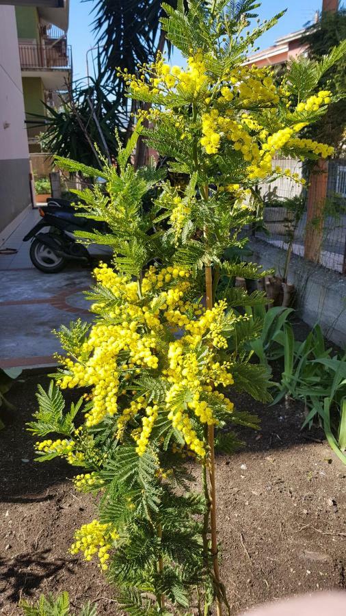 B&B Mimosa Giardini Naxos Eksteriør billede